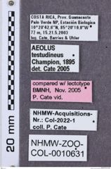 Etikette zu Aeolus testudineus (NHMW-ZOO-COL-0010631)